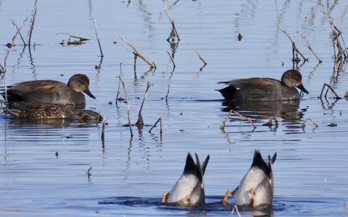 Gadwall