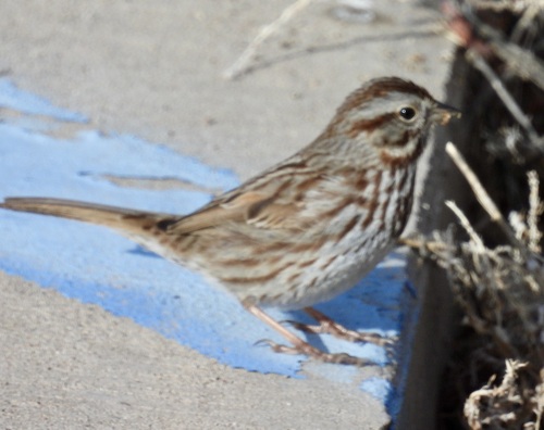 Song Sparrow