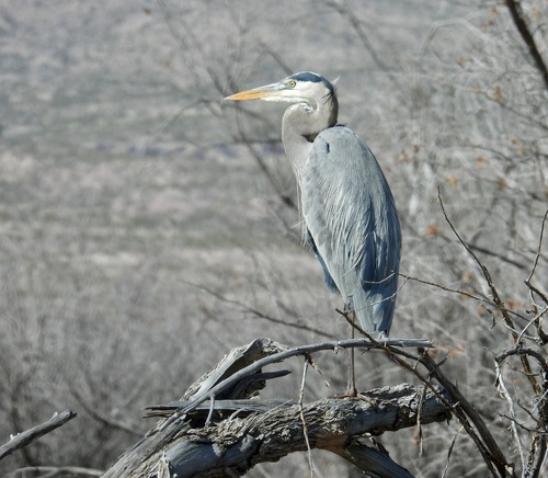 Great Blue Heron