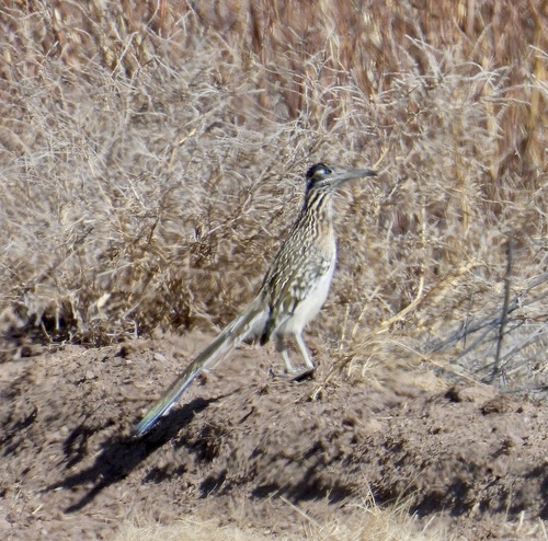 Greater Roadrunner