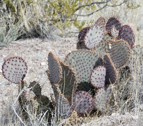 Black-spined Pricklypear