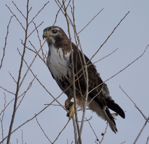 Red-tailed Hawk