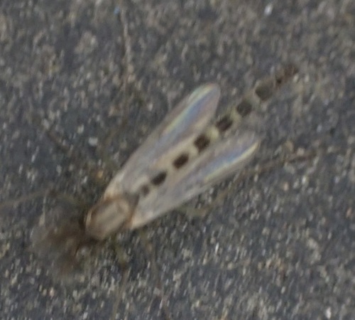 Chironomus
