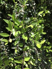 Magnoliopsida