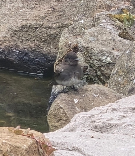 Black Phoebe