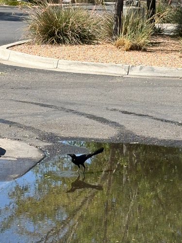 Great-tailed Grackle