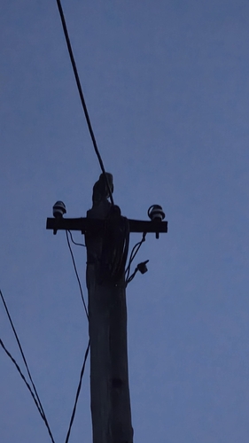 Little Owl