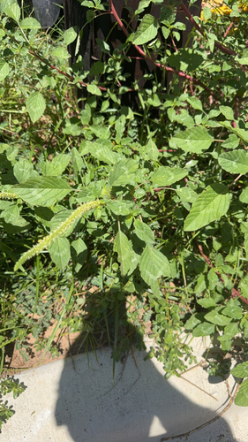 Palmer's Amaranth