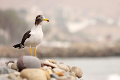 Larus belcheri