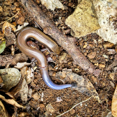 Plestiodon callicephalus