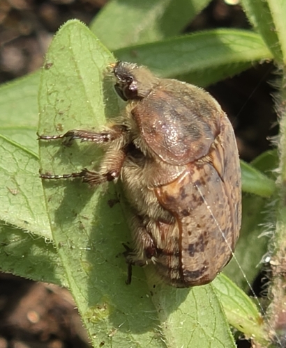 Bumble Flower Beetle