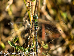 Rhionaeschna planaltica