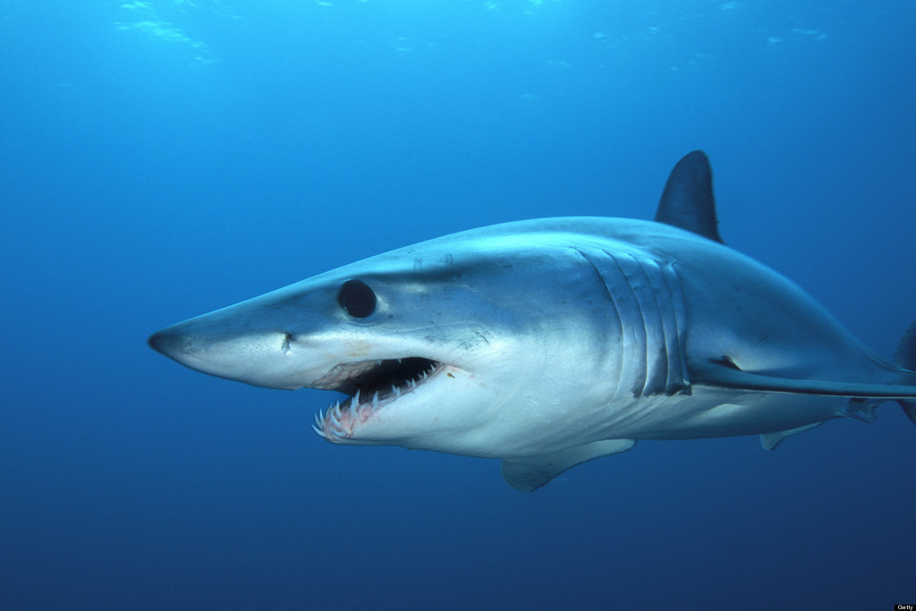 Shortfin Mako
