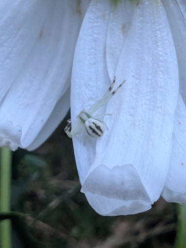Goldenrod Crab Spider