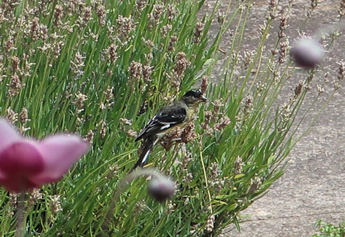 Lesser Goldfinch