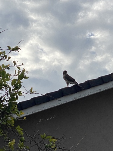 Cooper's Hawk