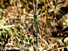 Rhionaeschna planaltica
