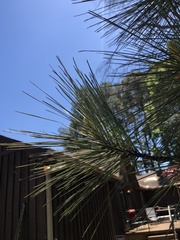 Pinus taeda