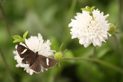 Melanis leucophlegma