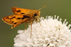 Hylephila phyleus