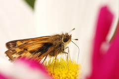 Hylephila phyleus