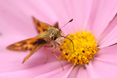 Hylephila phyleus