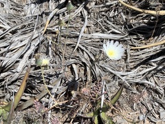 Calycoseris wrightii