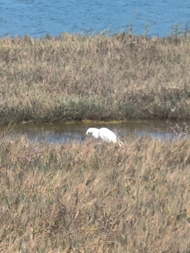 Snowy Egret
