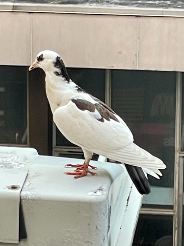 Feral Pigeon