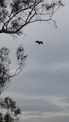 Buteo jamaicensis