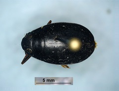 Dineutus assimilis