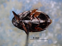 Dineutus assimilis