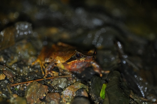 Megophrys major, 2026-07-26