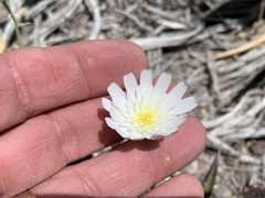 Calycoseris wrightii