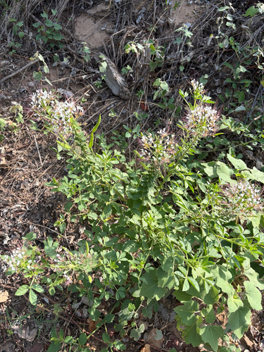 redwhisker clammyweed