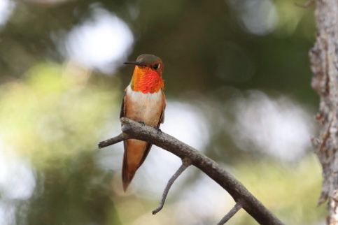Rufous Hummingbird