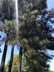 Pinus taeda