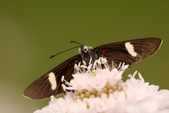 Melanis leucophlegma