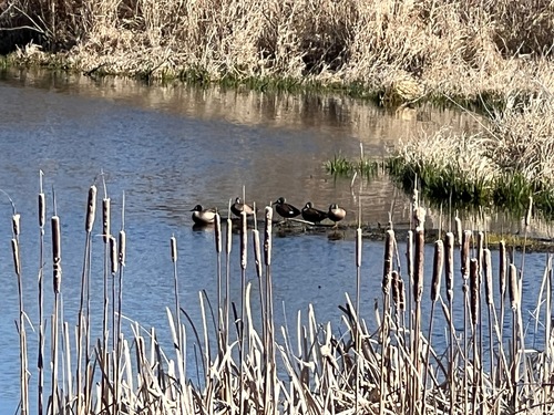 Blue-winged Teal
