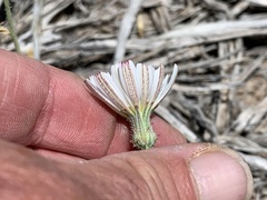 Calycoseris wrightii