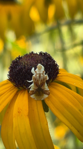 Phymata fasciata