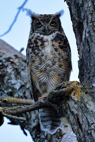 Great Horned Owl