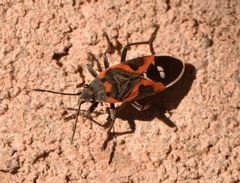 Lygaeus kalmii kalmii