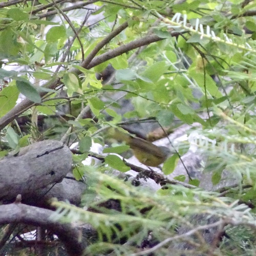 MacGillivray's Warbler