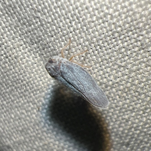 Cedusa