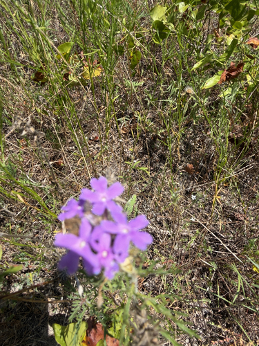 Dakota mock vervain