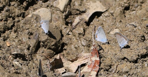 Short-tailed Blue