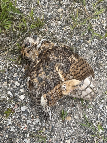 Great Horned Owl