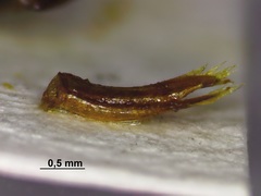 Dineutus assimilis