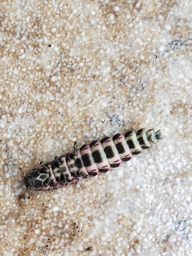 Mediterranean Pale Glow-worm, photo 6 of 10